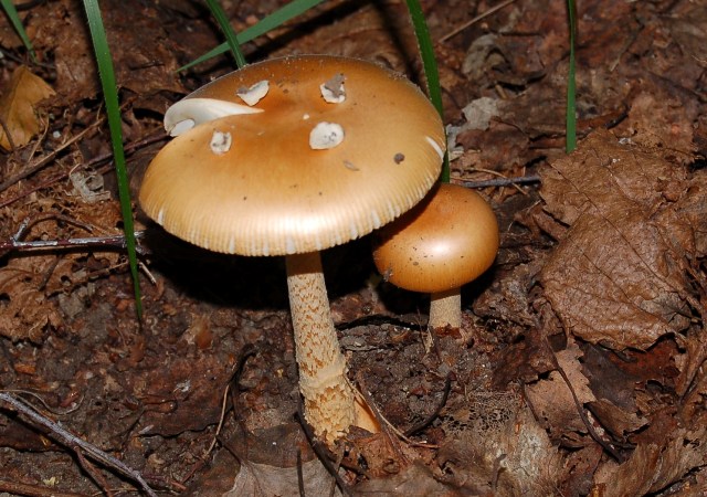 Amanita crocea